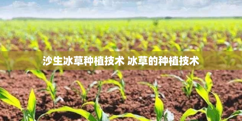 沙生冰草种植技术 冰草的种植技术