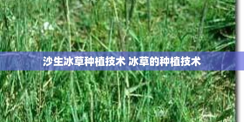 沙生冰草种植技术 冰草的种植技术