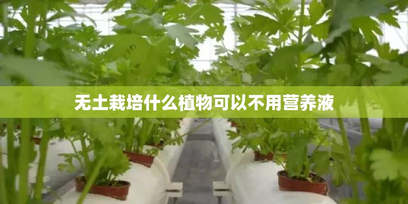 无土栽培什么植物可以不用营养液