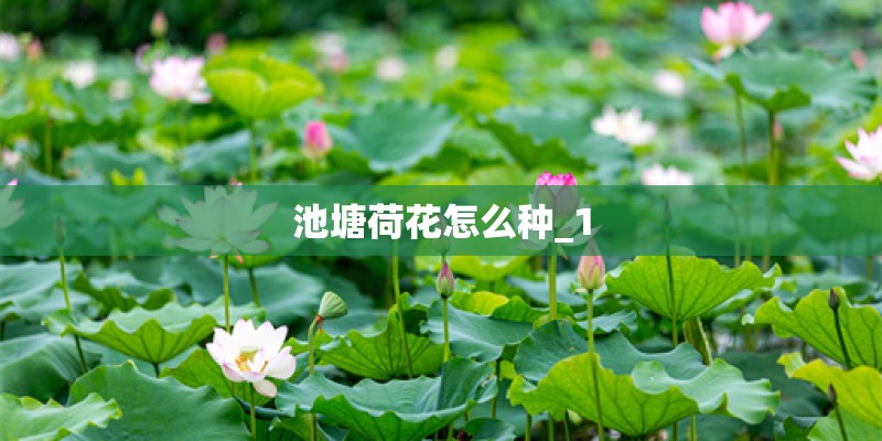 池塘荷花怎么种_1