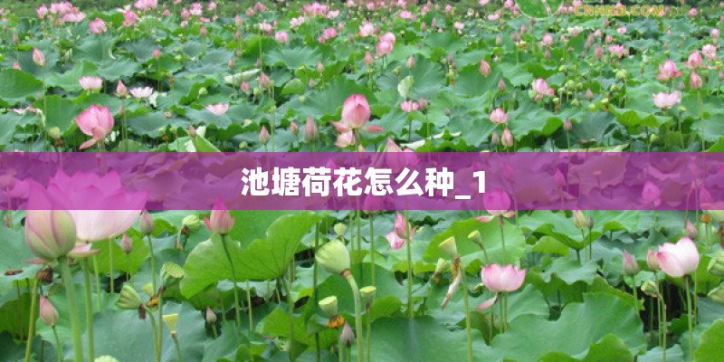 池塘荷花怎么种_1