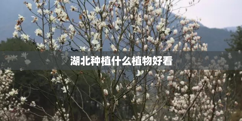 湖北种植什么植物好看