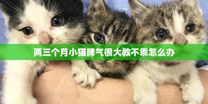 两三个月小猫脾气很大教不乖怎么办