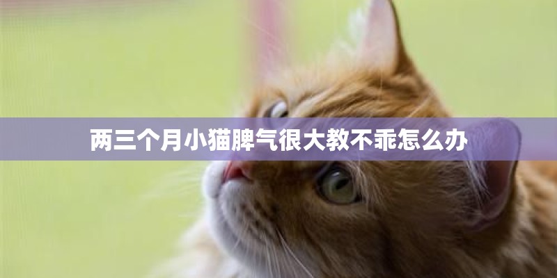 两三个月小猫脾气很大教不乖怎么办