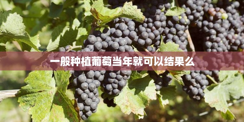 一般种植葡萄当年就可以结果么