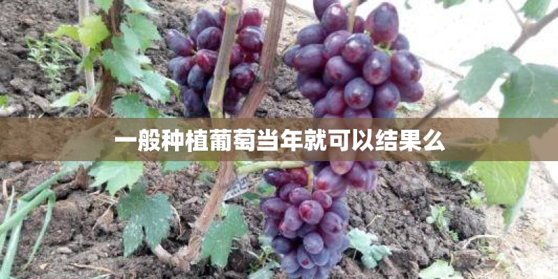 一般种植葡萄当年就可以结果么