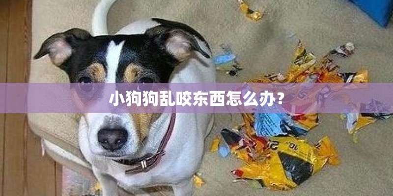 小狗狗乱咬东西怎么办？