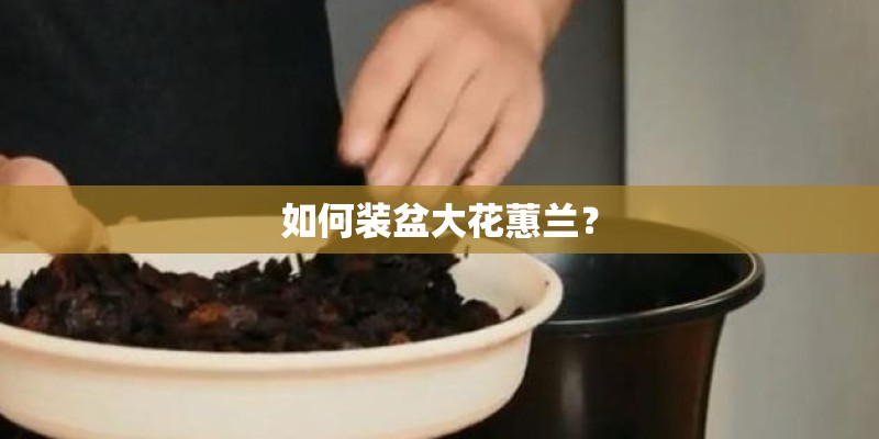 如何装盆大花蕙兰？