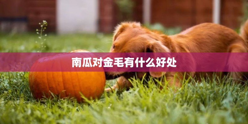 南瓜对金毛有什么好处