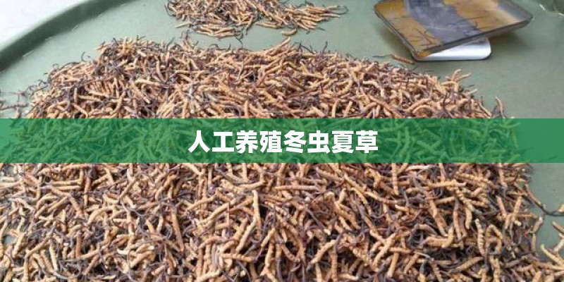 人工养殖冬虫夏草