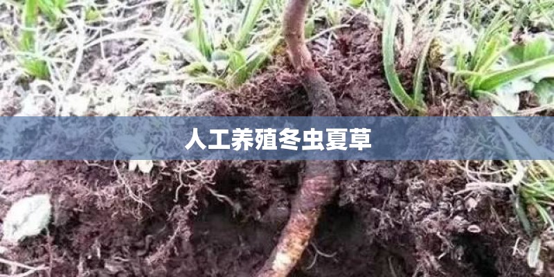 人工养殖冬虫夏草
