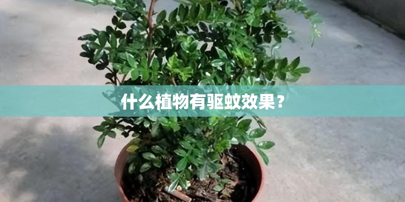 什么植物有驱蚊效果？