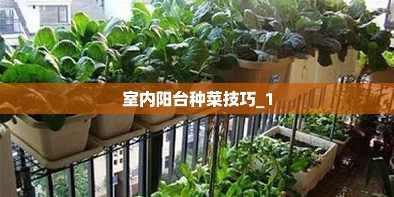 室内阳台种菜技巧_1