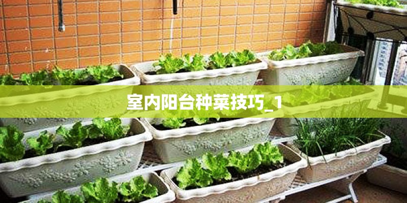 室内阳台种菜技巧_1