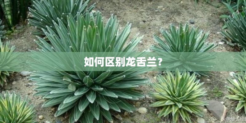 如何区别龙舌兰? 如何区别龙舌兰?