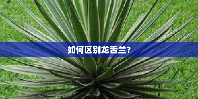 如何区别龙舌兰? 如何区别龙舌兰?