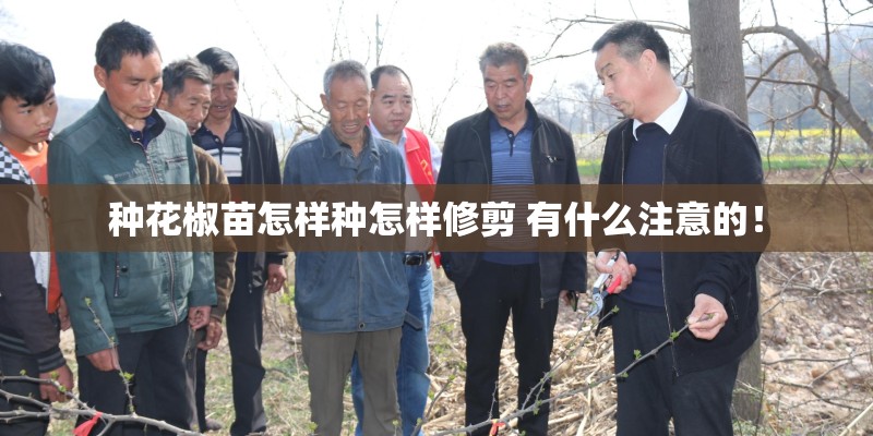 种花椒苗怎样种怎样修剪 有什么注意的！