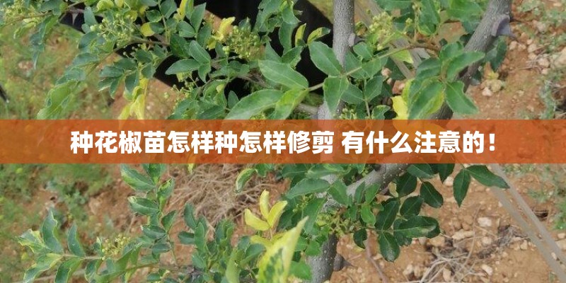 种花椒苗怎样种怎样修剪 有什么注意的！