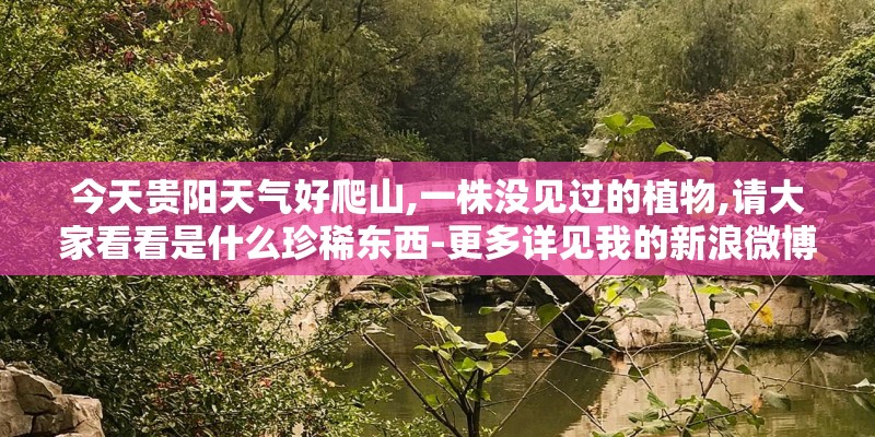 今天贵阳天气好爬山,一株没见过的植物,请大家看看是什么珍稀东西-更多详见我的新浪微博-云随风帆