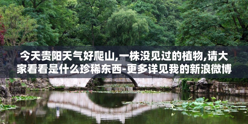 今天贵阳天气好爬山,一株没见过的植物,请大家看看是什么珍稀东西-更多详见我的新浪微博-云随风帆