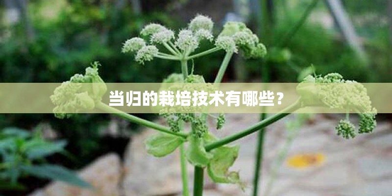 当归的栽培技术有哪些？