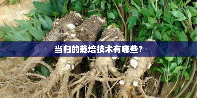 当归的栽培技术有哪些? 当归的栽培技术有哪些?