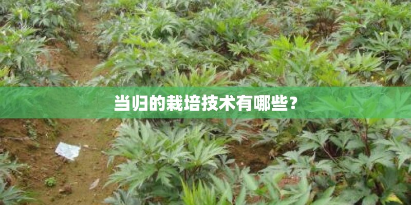 当归的栽培技术有哪些? 当归的栽培技术有哪些?