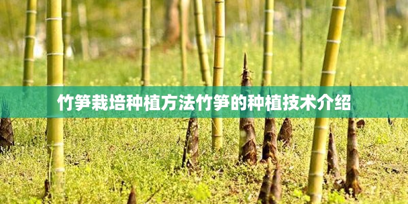竹笋栽培种植方法竹笋的种植技术介绍