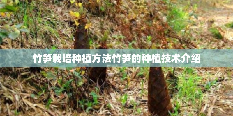 竹笋栽培种植方法竹笋的种植技术介绍