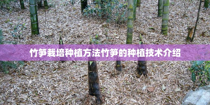 竹笋栽培种植方法竹笋的种植技术介绍