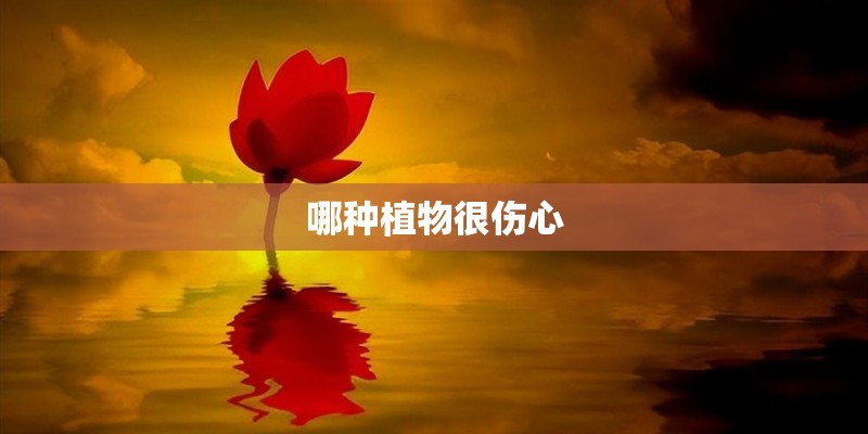 哪种植物很伤心