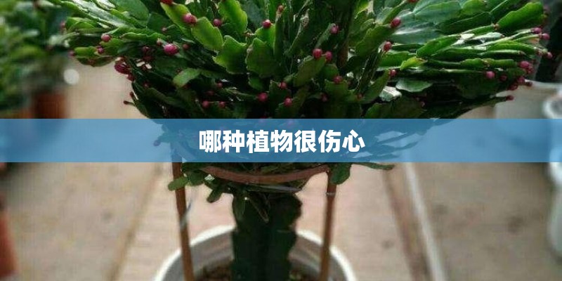 哪种植物很伤心