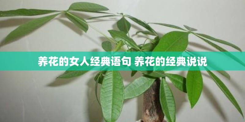 养花的女人经典语句 养花的经典说说