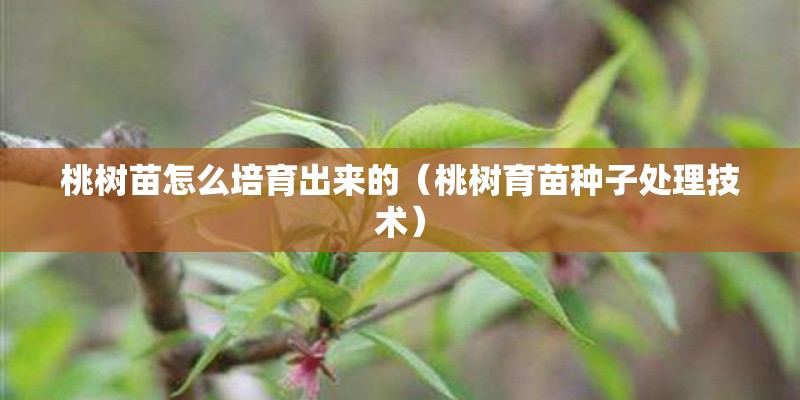 桃树苗怎么培育出来的(桃树育苗种子处理技术) 桃树苗怎么培育出来的(桃树育苗种子处理技术)