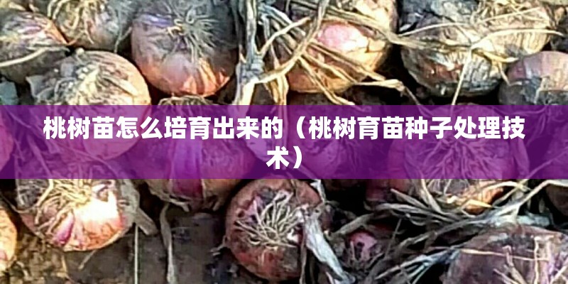 泰迪满月吃什么-