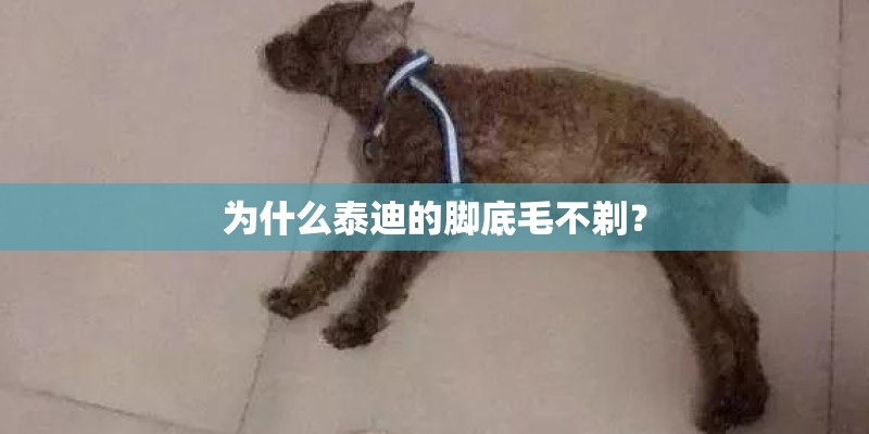 为什么泰迪的脚底毛不剃？