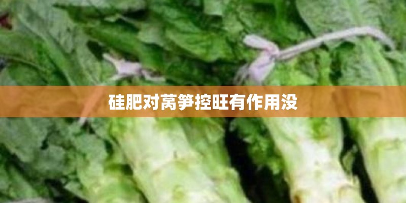 硅肥对莴笋控旺有作用没