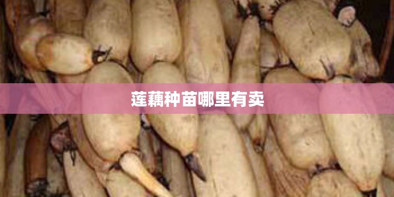 莲藕种苗哪里有卖