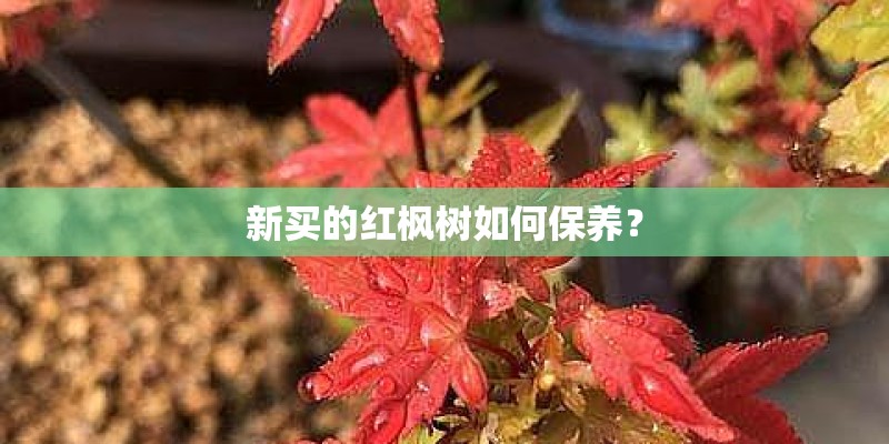 新买的红枫树如何保养？