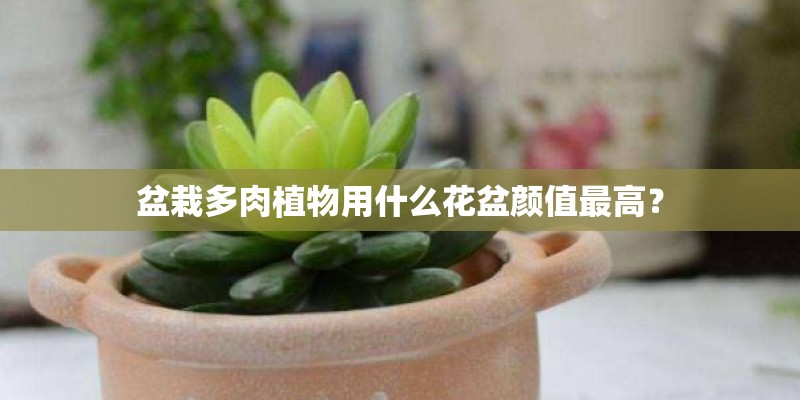 盆栽多肉植物用什么花盆颜值最高？