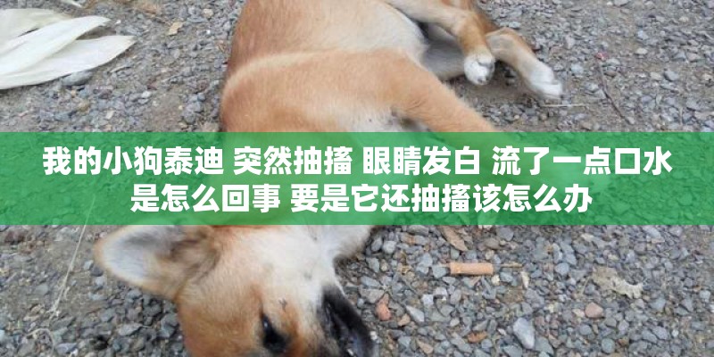 我的小狗泰迪 突然抽搐 眼睛发白 流了一点口水 是怎么回事 要是它还抽搐该怎么办