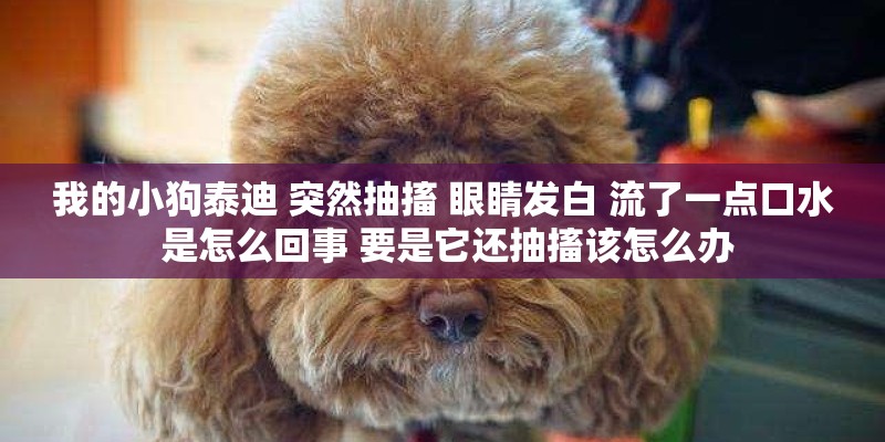 我的小狗泰迪 突然抽搐 眼睛发白 流了一点口水 是怎么回事 要是它还抽搐该怎么办 我的小狗泰迪 突然抽搐 眼睛发白 流了一点口水 是怎么回事 要是它还抽搐该怎么办