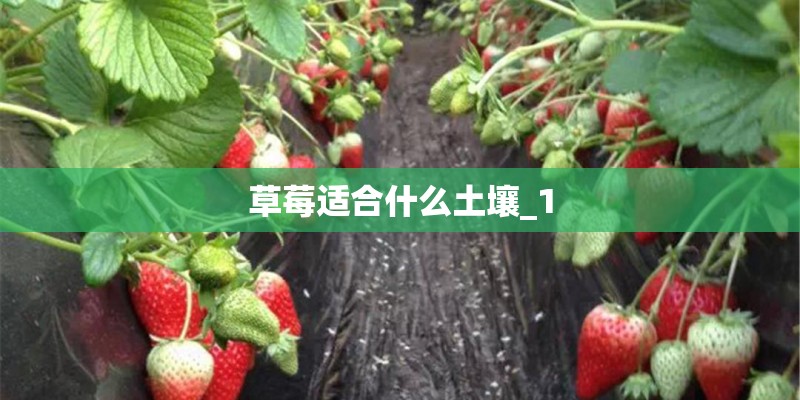 草莓适合什么土壤_1