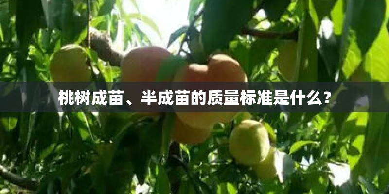 桃树成苗、半成苗的质量标准是什么？