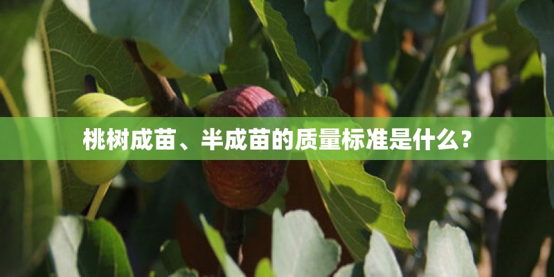 桃树成苗、半成苗的质量标准是什么？