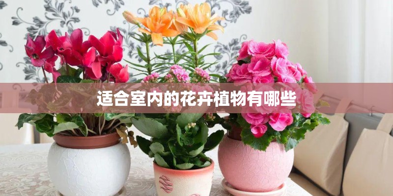 适合室内的花卉植物有哪些