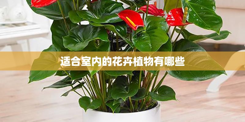 适合室内的花卉植物有哪些