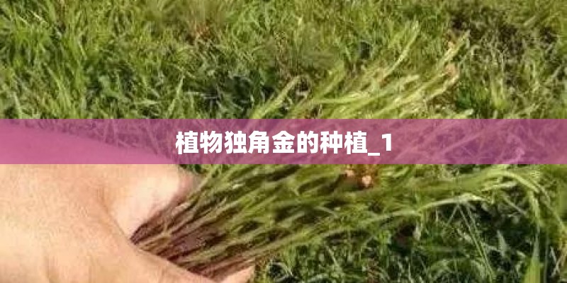 植物独角金的种植_1 植物独角金的种植_1