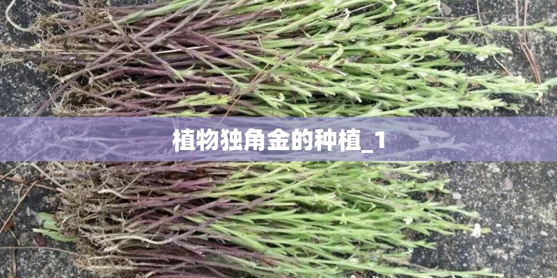 植物独角金的种植_1 植物独角金的种植_1