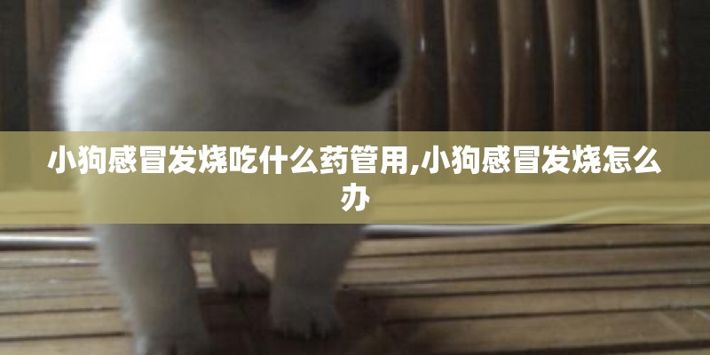 小狗感冒发烧吃什么药管用,小狗感冒发烧怎么办